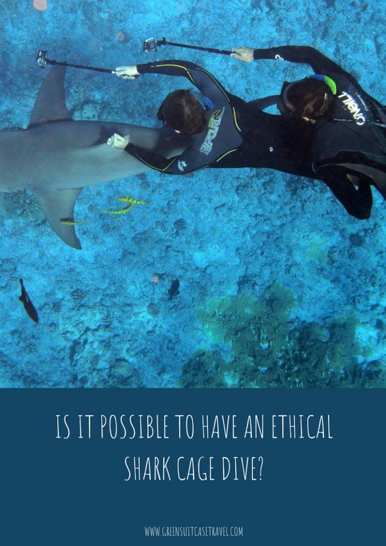 Shark Tourism Is It Possible To Have An Ethical Shark Dive?