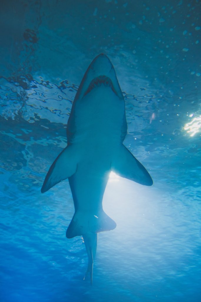 Shark Tourism Is It Possible To Have An Ethical Shark Dive?
